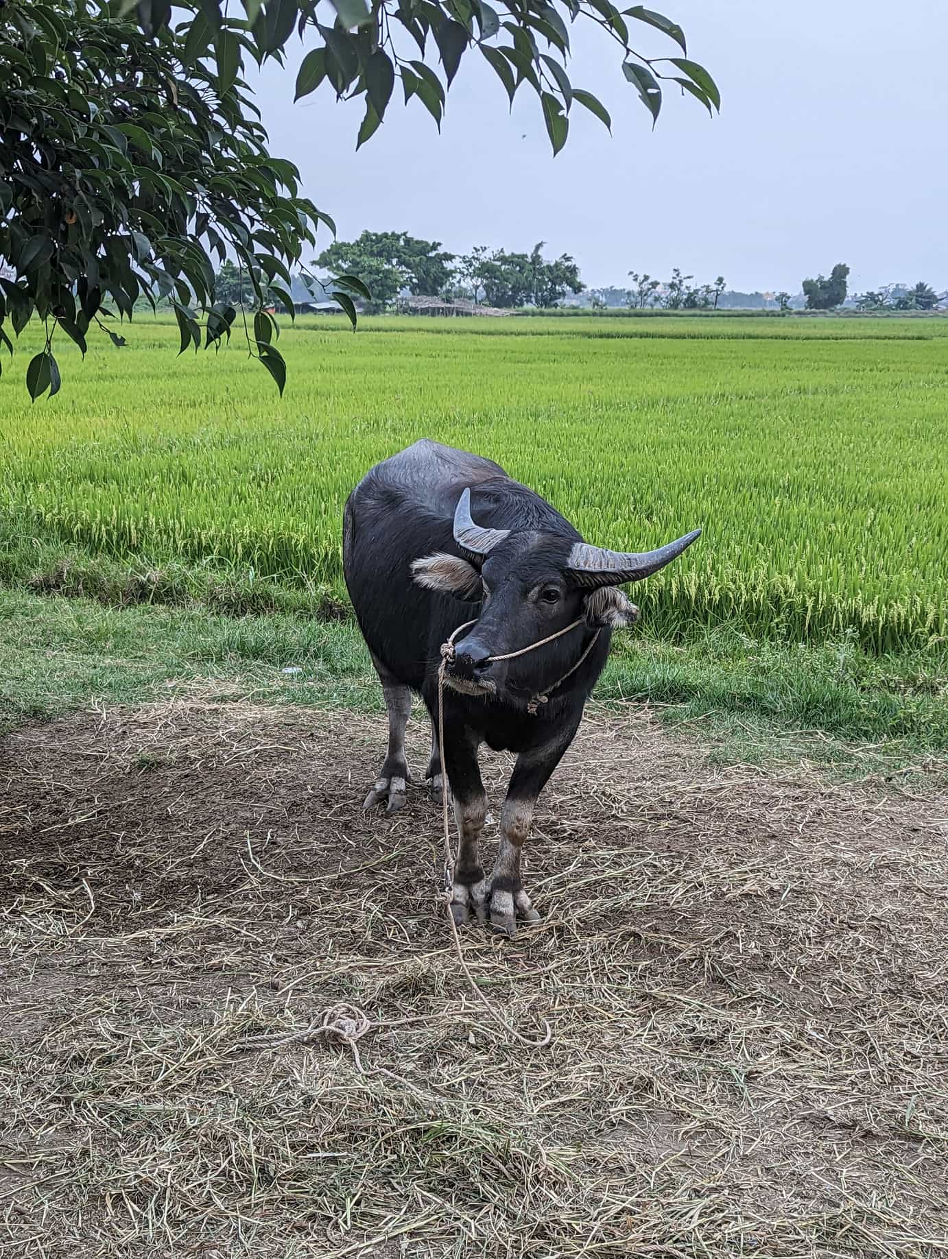 Buffle Vietnam_ Buffle Vietnam_