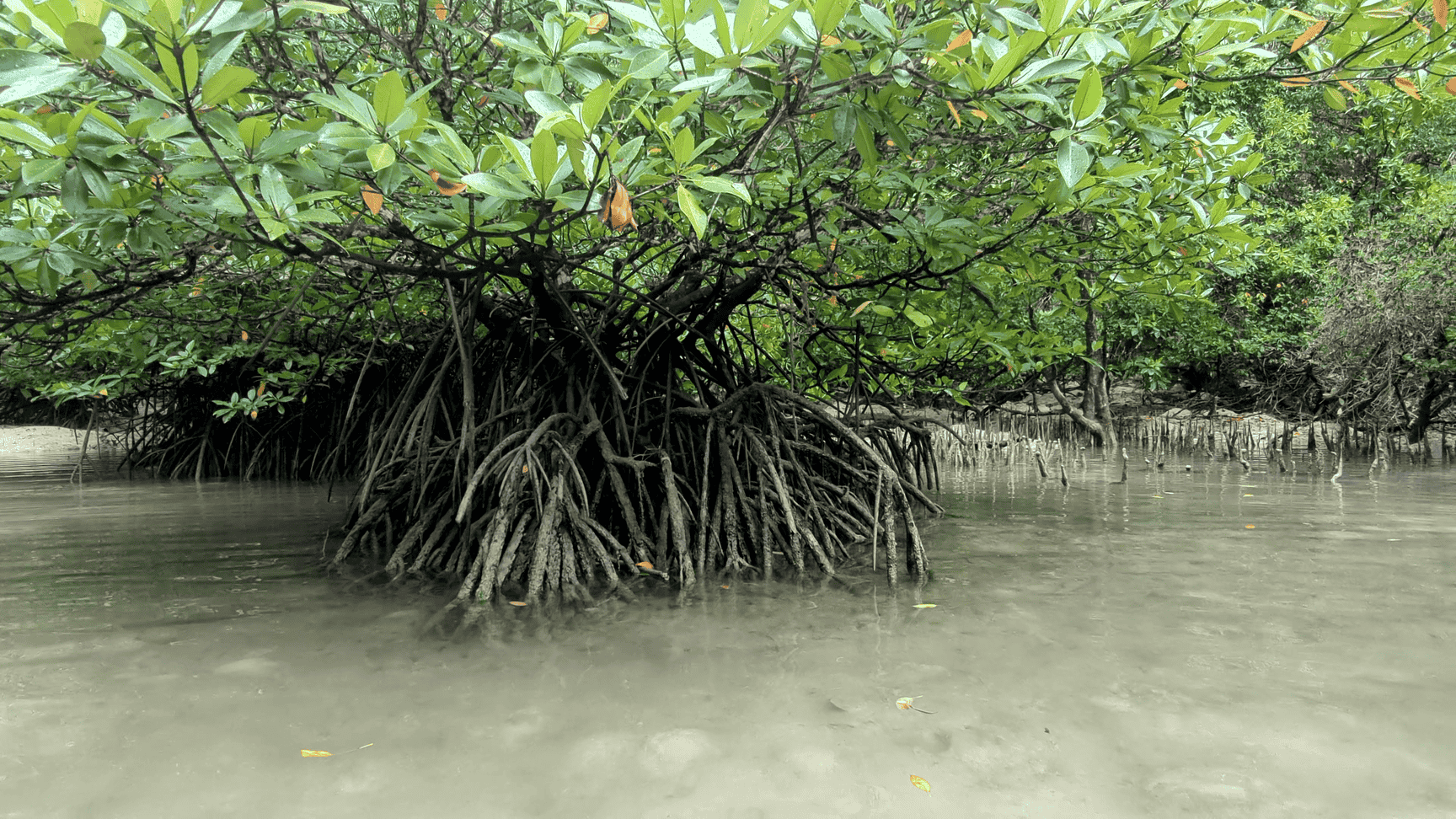 Mangroves du big lagoon Mangroves du big lagoon
