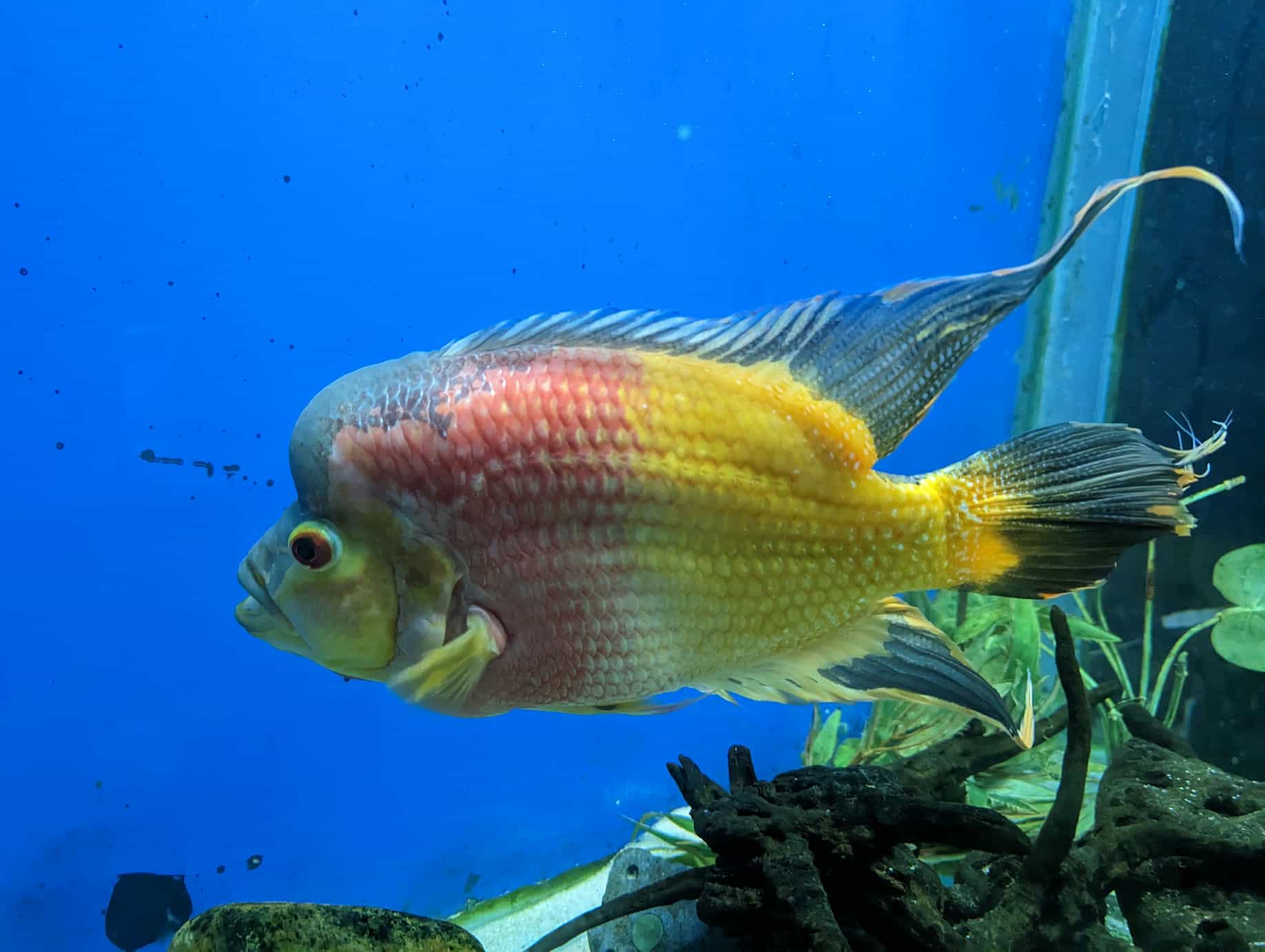 Poisson Under The Sun Aquarium Udaipur Poisson Under The Sun Aquarium Udaipur
