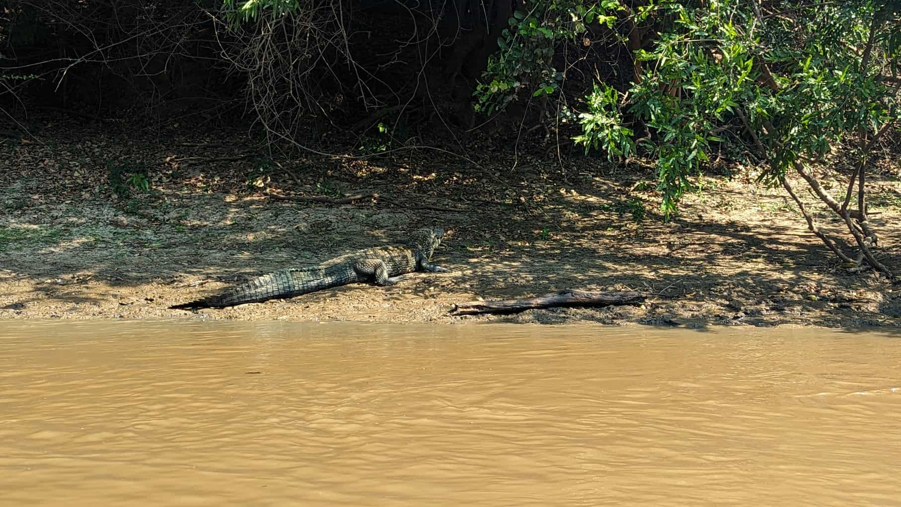 Faune amazonie bolivie Faune amazonie bolivie