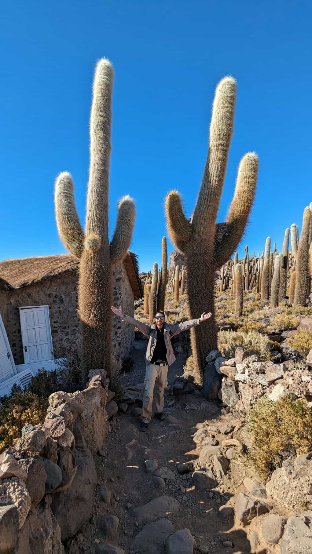 cactus géant mickael cactus géant mickael