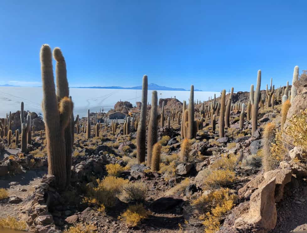 l'île d'Incahuasi cactus géants l'île d'Incahuasi cactus géants